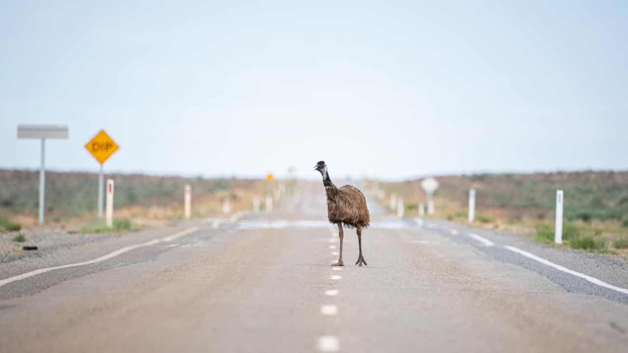 Emu on a road