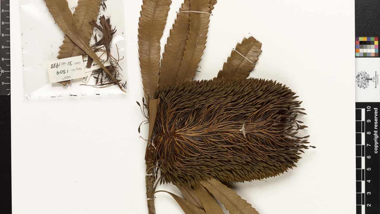 A banksia serrata (file image)