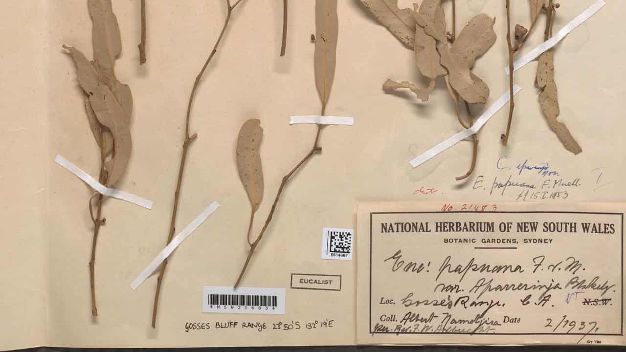 A specimen collected by Albert Namatjira