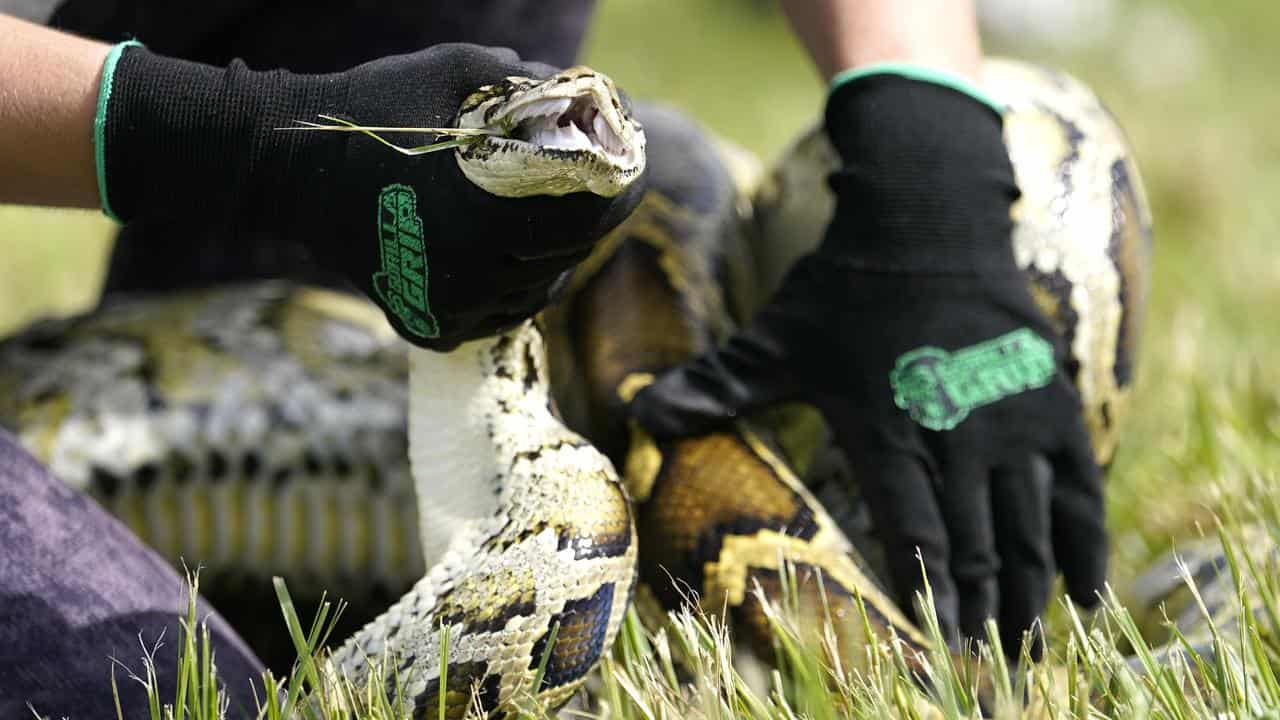 A Burmese python