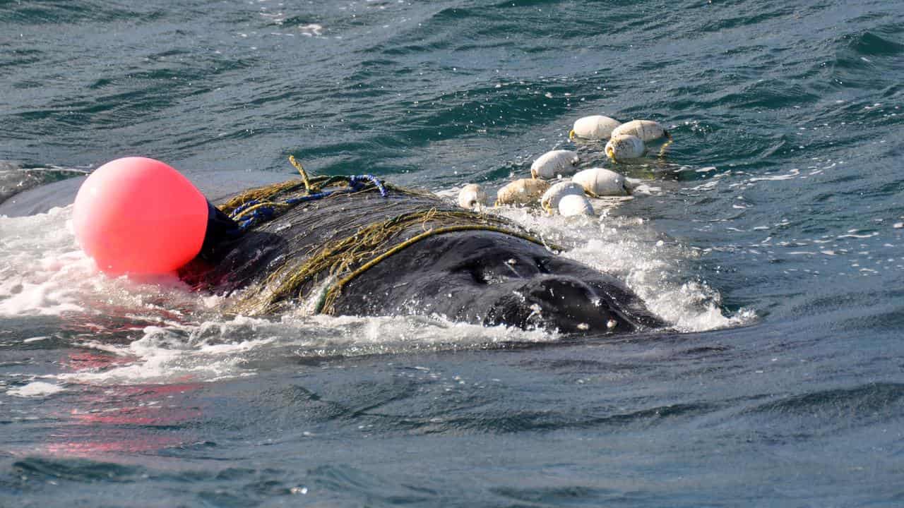 A humpback whale tangled in a shark net in Qld