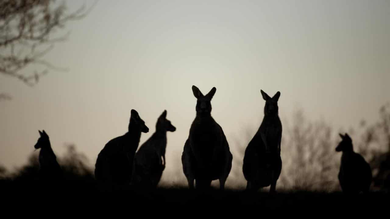 Kangaroos (file)