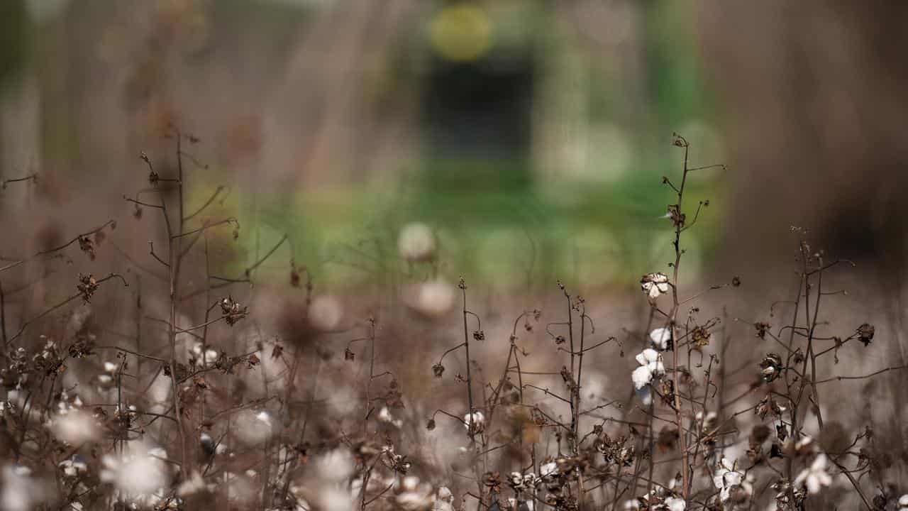 A cotton field.