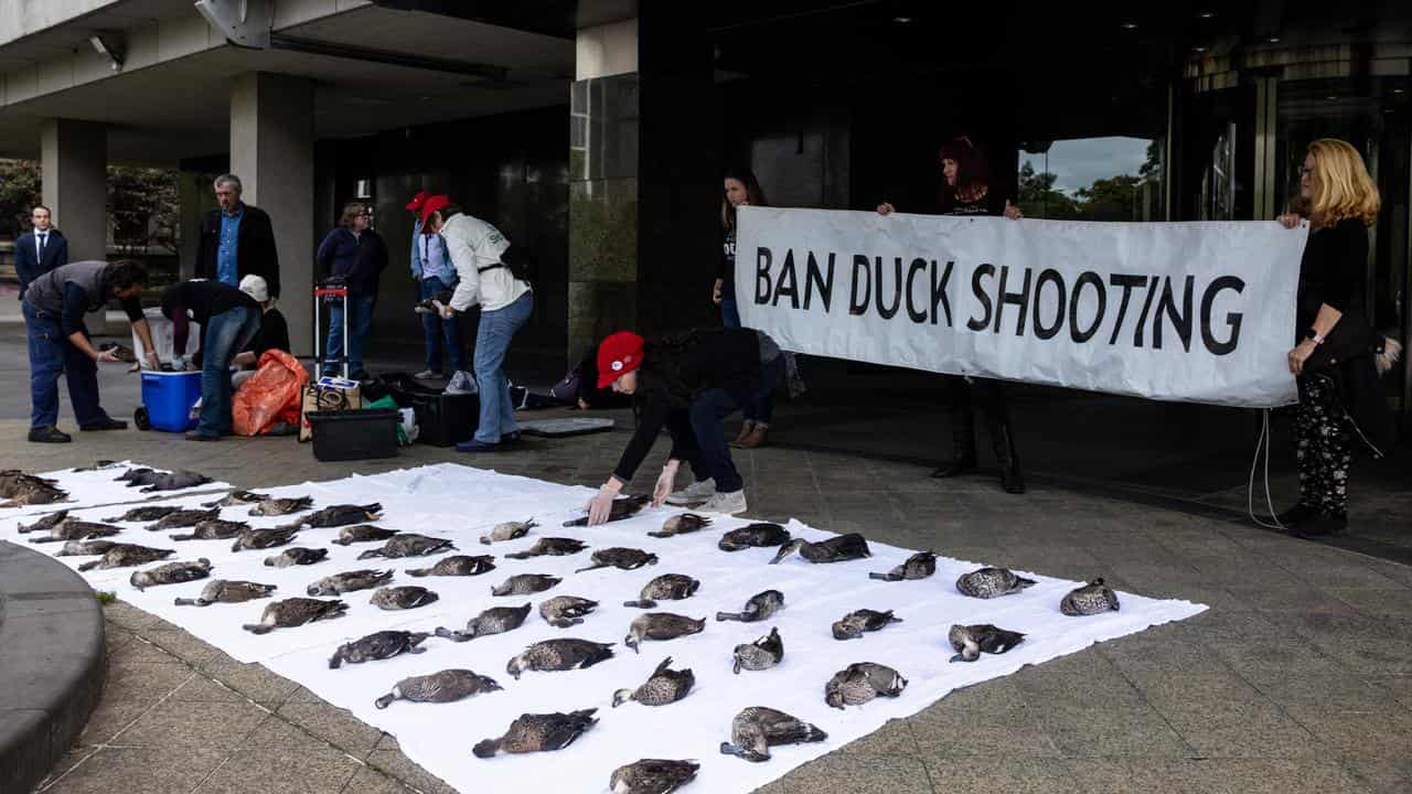 Anti duck hunting protest