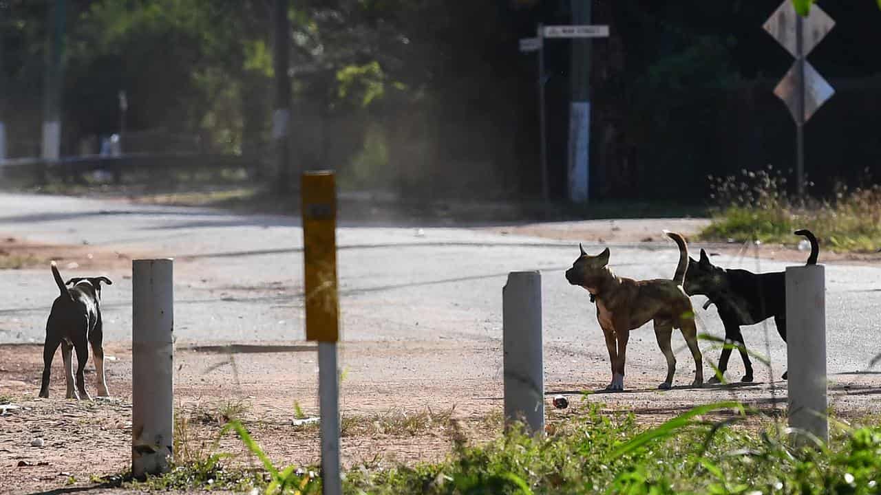 Dogs in Aurukun, far north Queensland (file)