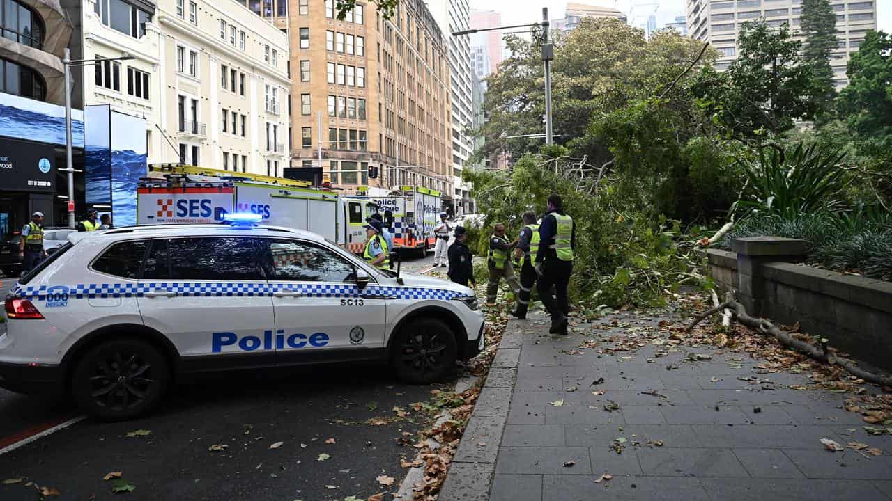 Emergency services near the tree at Hyde Park.