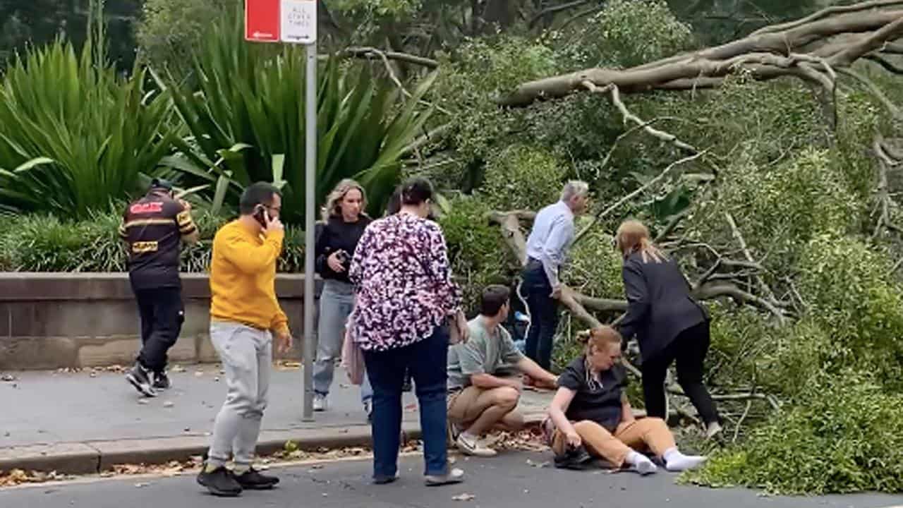 Screengrab of pedestrians near a fallen tree at Hyde Park in Sydney