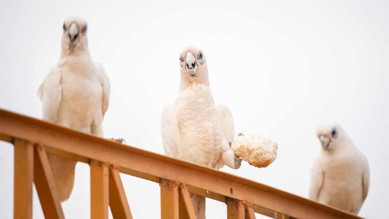 Corellas (file)