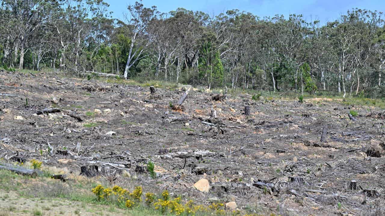 Land clearing on the Kings Highway