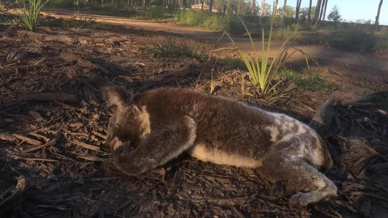 Dead koala 