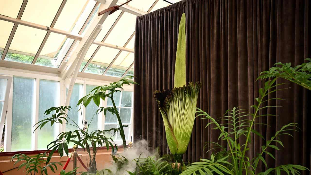 Blooming corpse flower