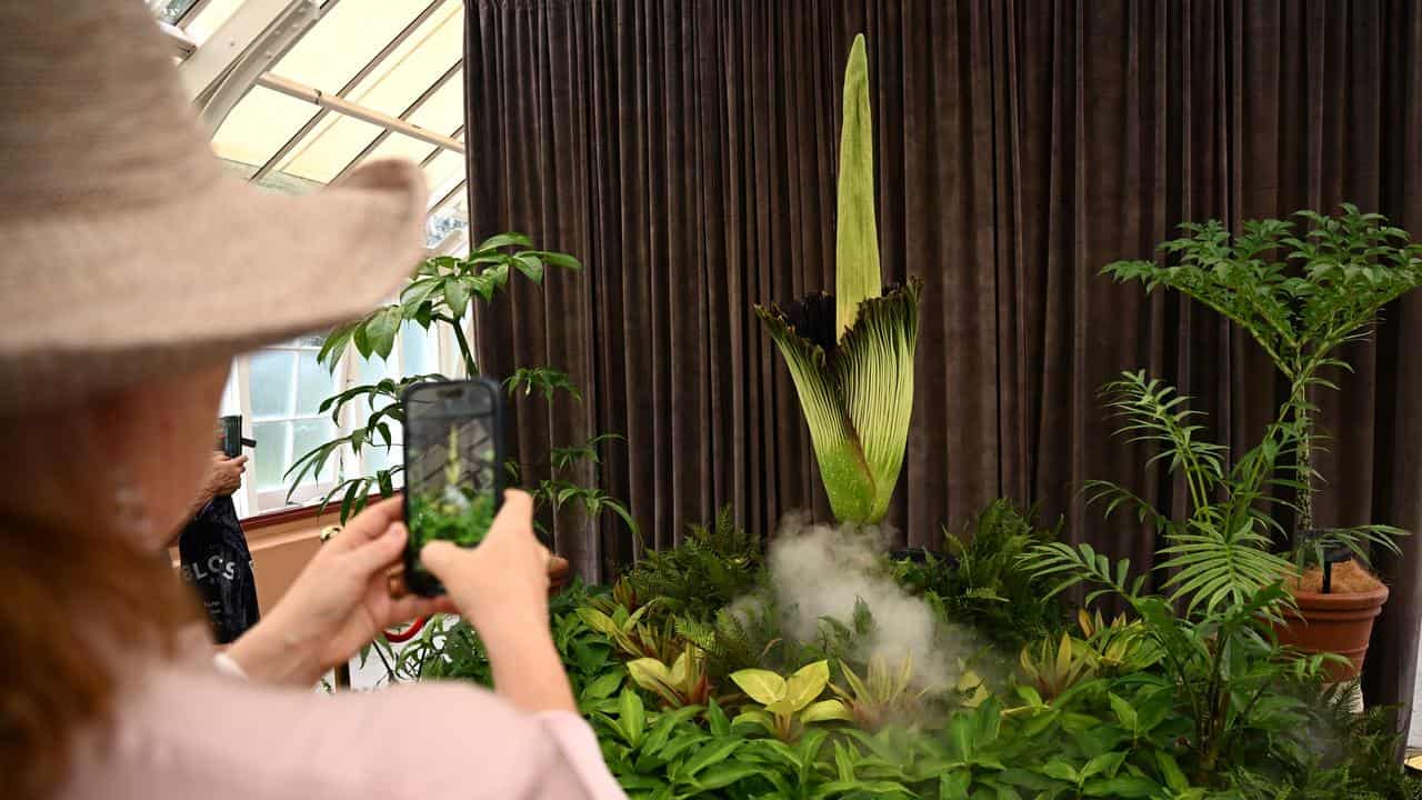 Corpse flower blooming