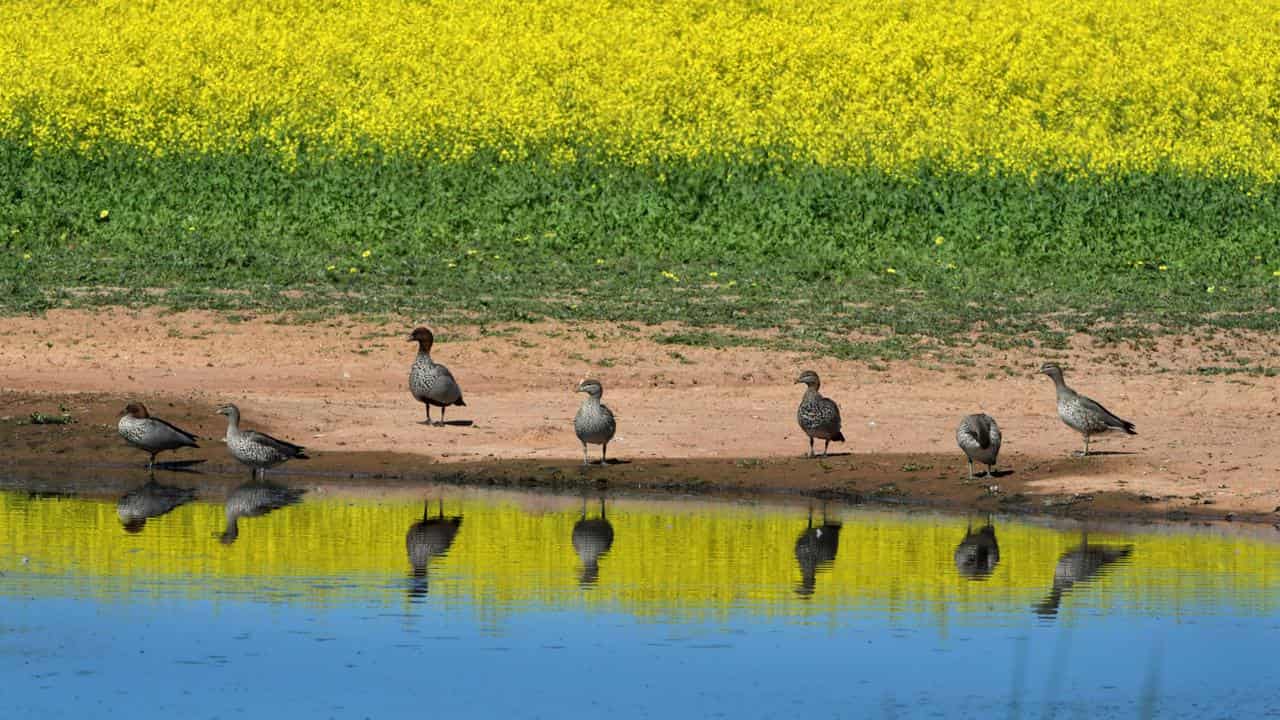 Water birds