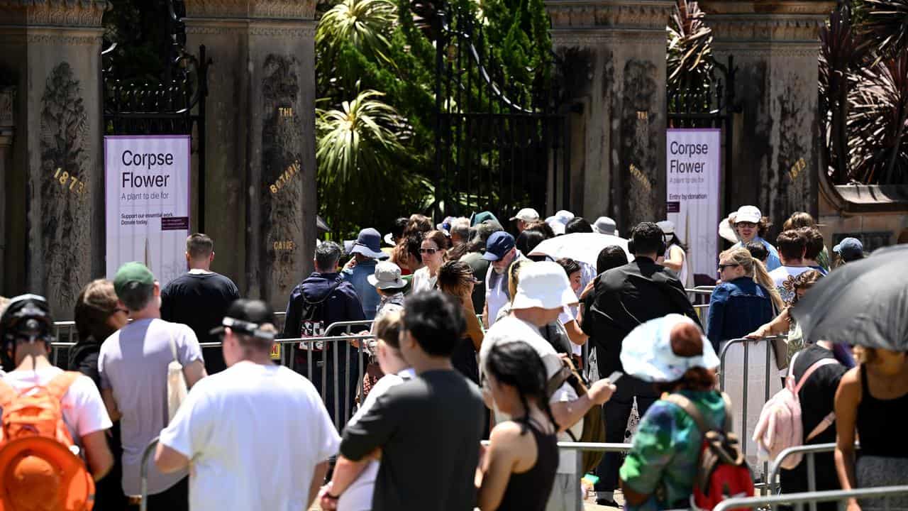 Crowds queue to view the rare and endangered corpse flower