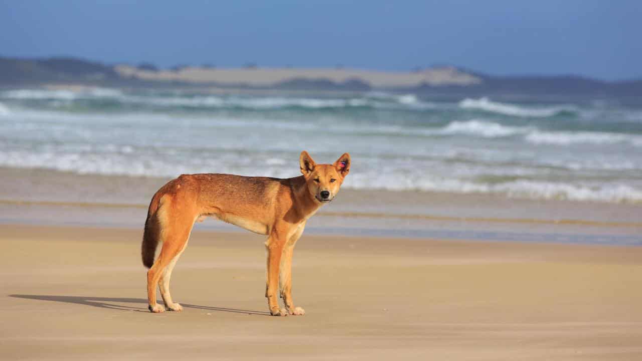 A dingo