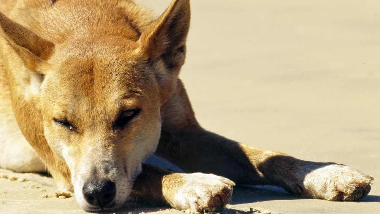 A dingo