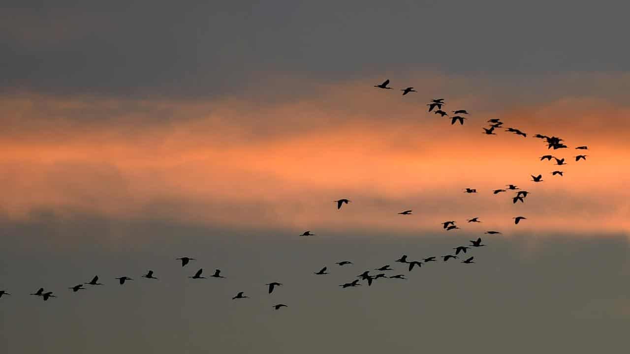 Birds at dawn, Yellow Water, Kakadu National Park, Darwin