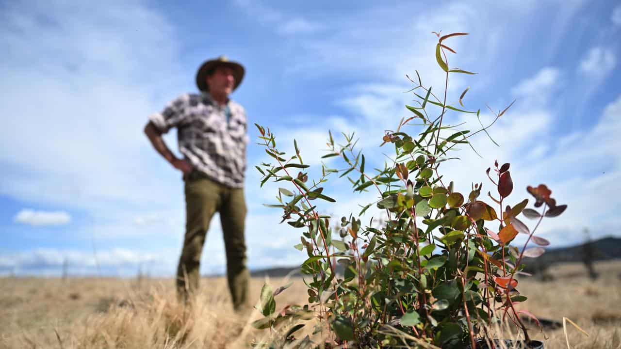 Landowner plants tree seedlings