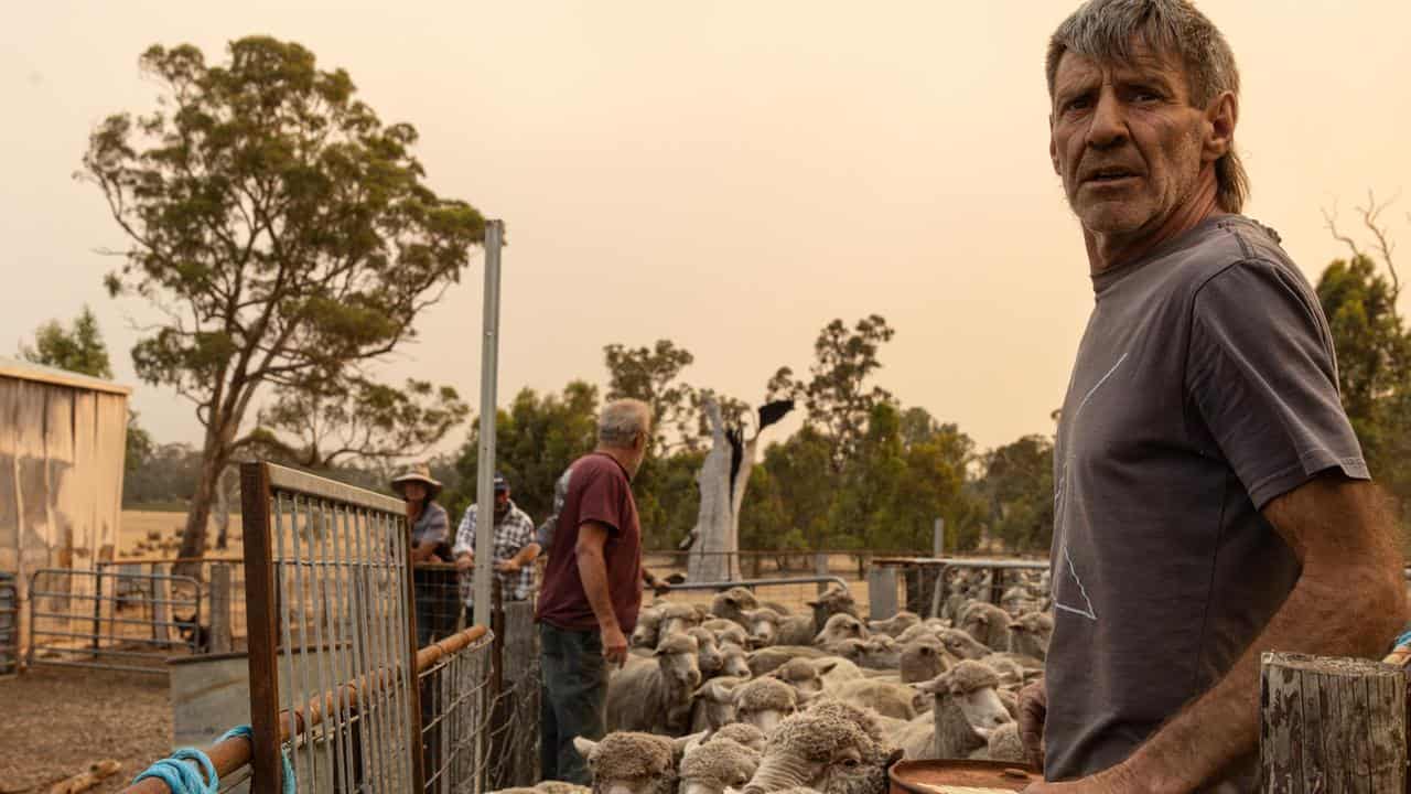 Grazier Brett Monaghan loads sheep on a truck near Wartook, Victoria,