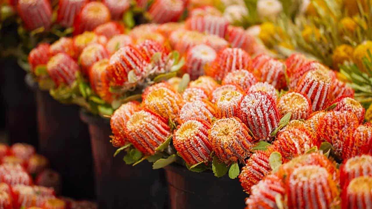 Floral arrangements at the National Flower Centre in Epping, Melbourne