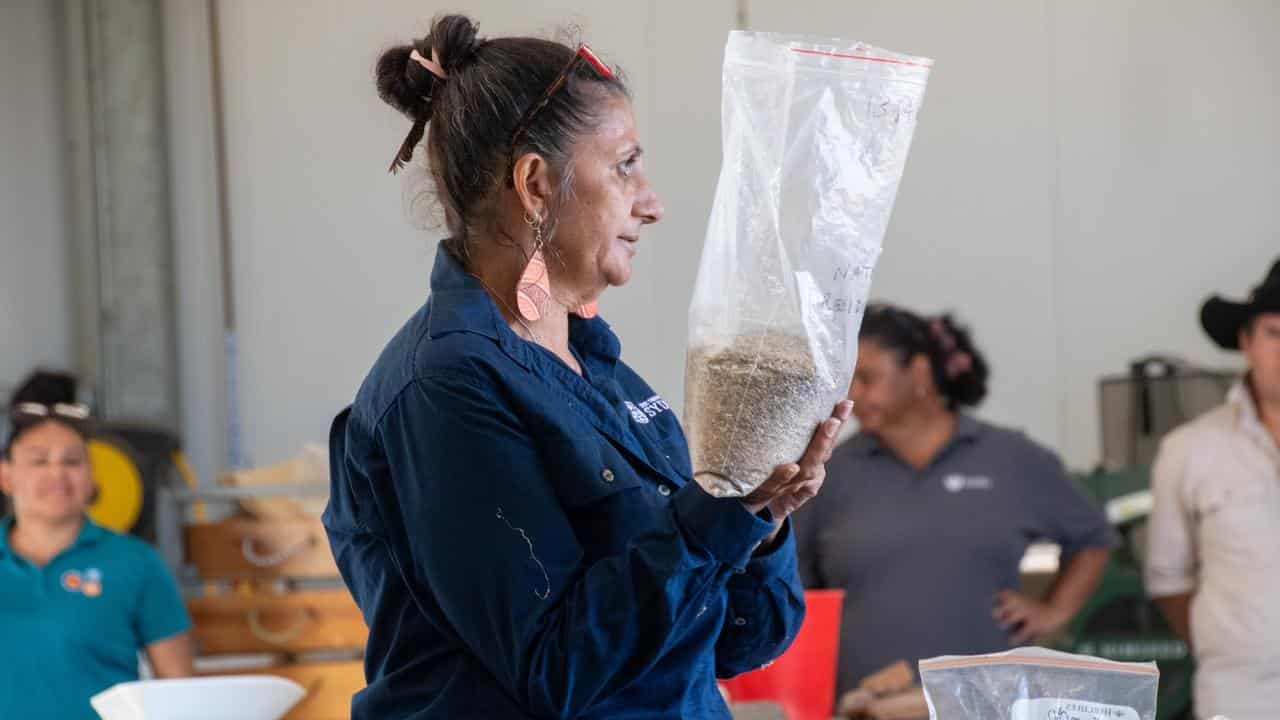 Native grains technician Dianne Yulawirri Hall in Narrabri 