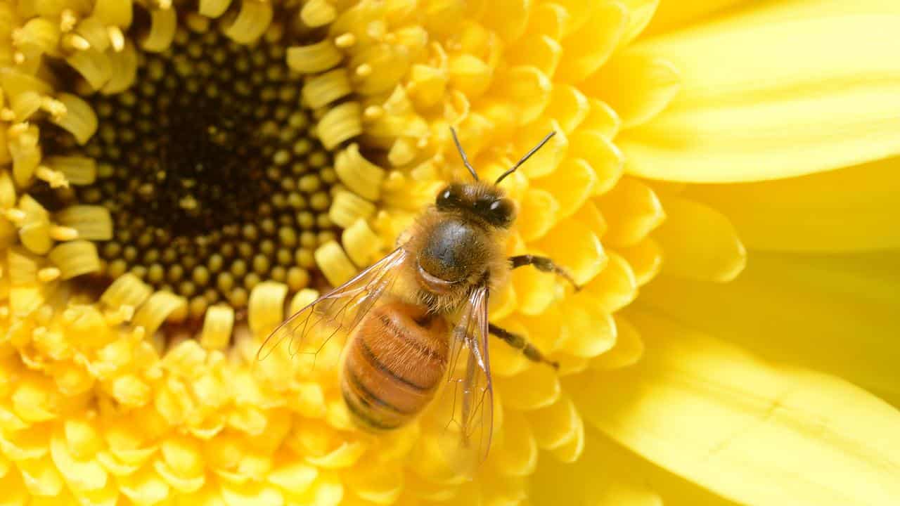 A file photo of a bee 