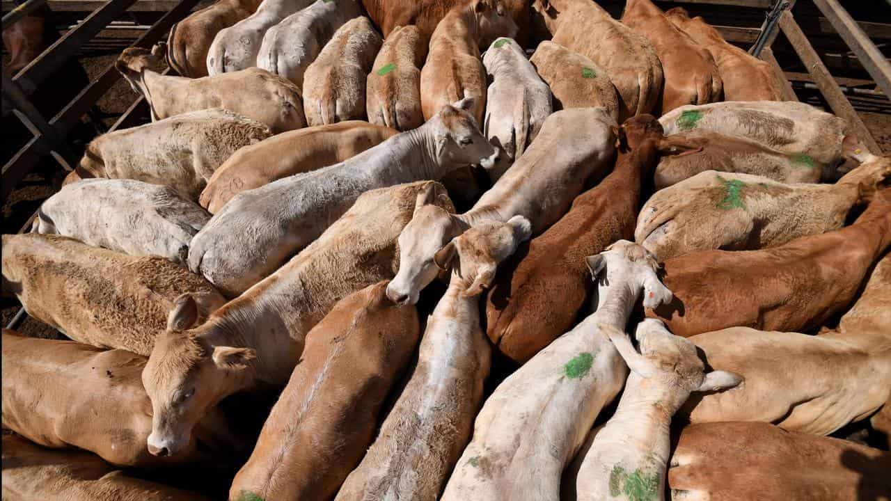 Cattle at saleyard