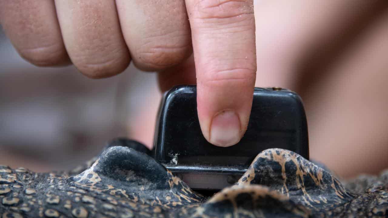 A satellite tracker on a crocodile 