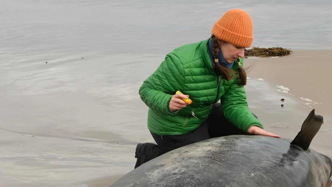 A person helping whales stranded near Arthur River,  Tasmania