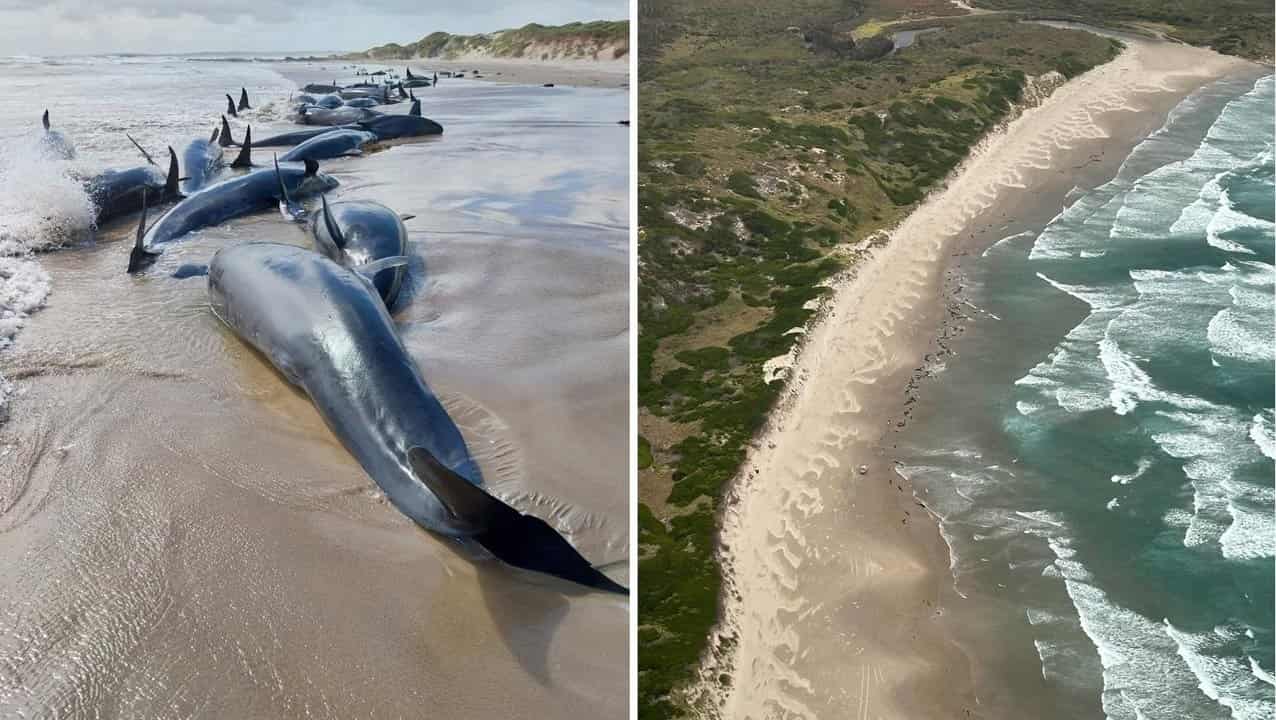 Whale stranding at Arthur River