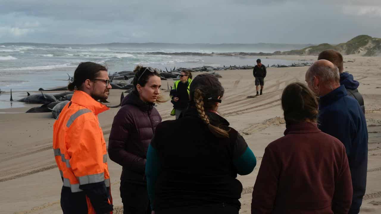 Arthur River whale stranding.