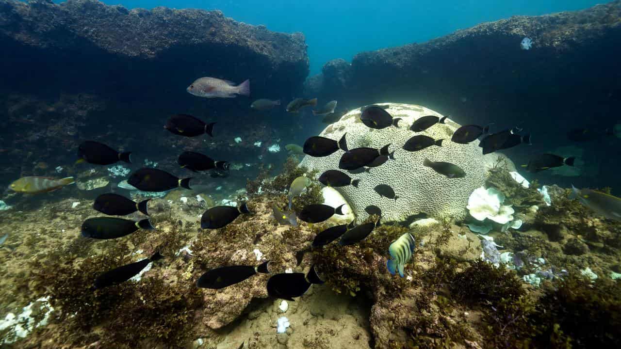 Bleached coral, Dampier Peninsula, Kimberley coast, WA.