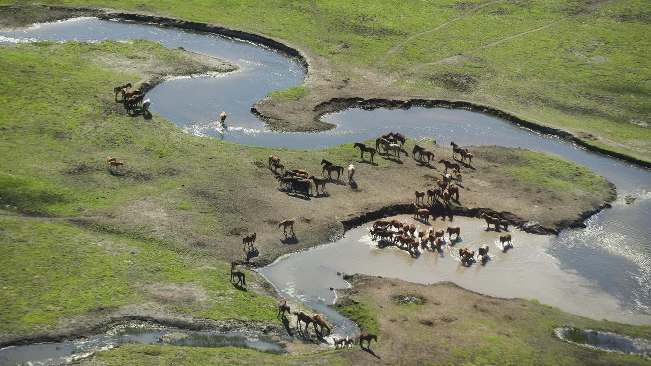 brumbies