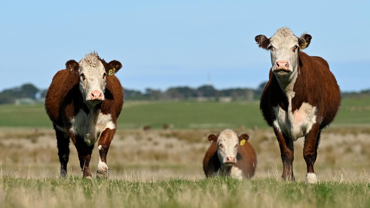 Beef cattle.