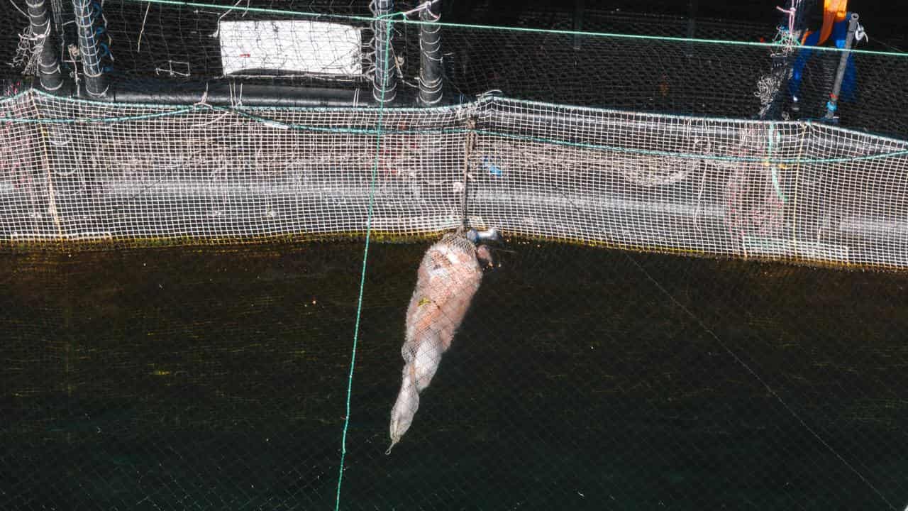 AHuon Aquaculture salmon farm in southern Tasmania (supplied)