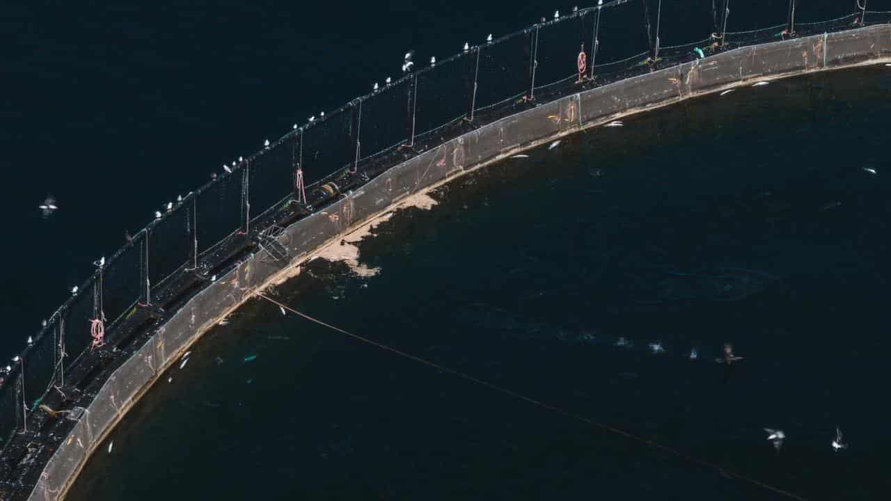 SALMON FARM TASMANIA