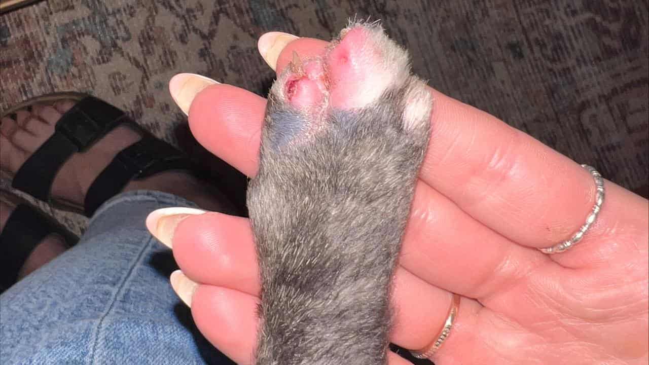 The cat's injured paw