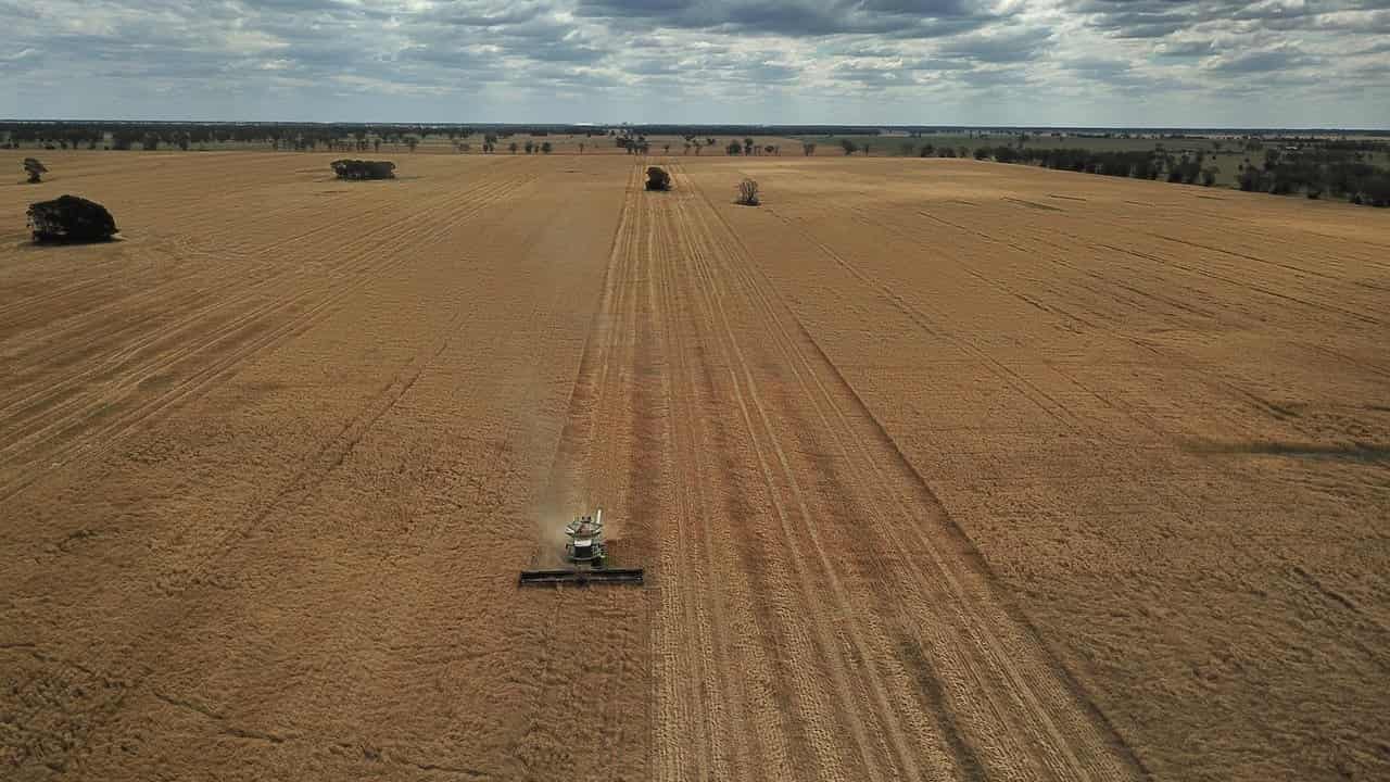 Wheat harvest near Moree, NSW