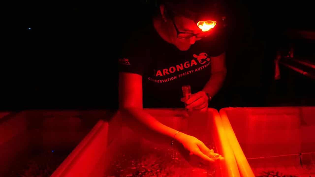 A scientist at a coral reef recovery lab