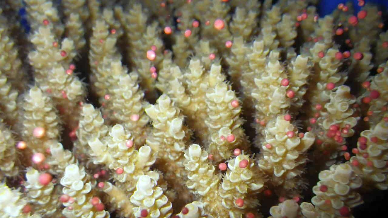 Spawning coral at a reef recovery lab