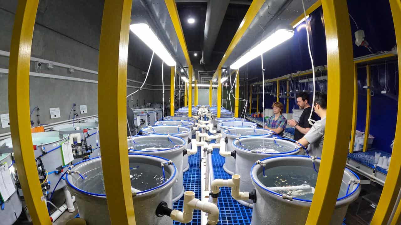 Larval tanks at an in-field reef recovery lab