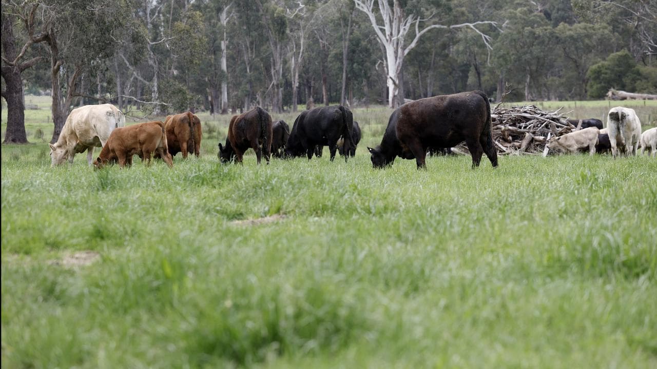Cattle stock