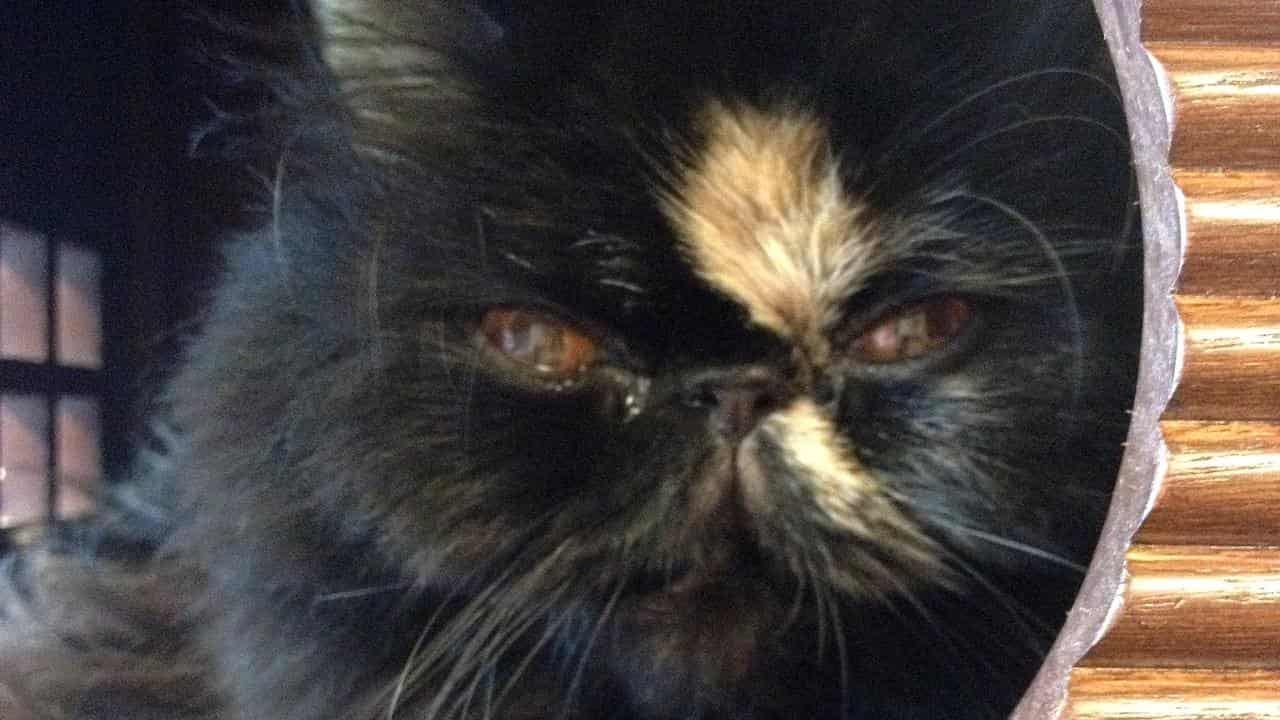 A cat