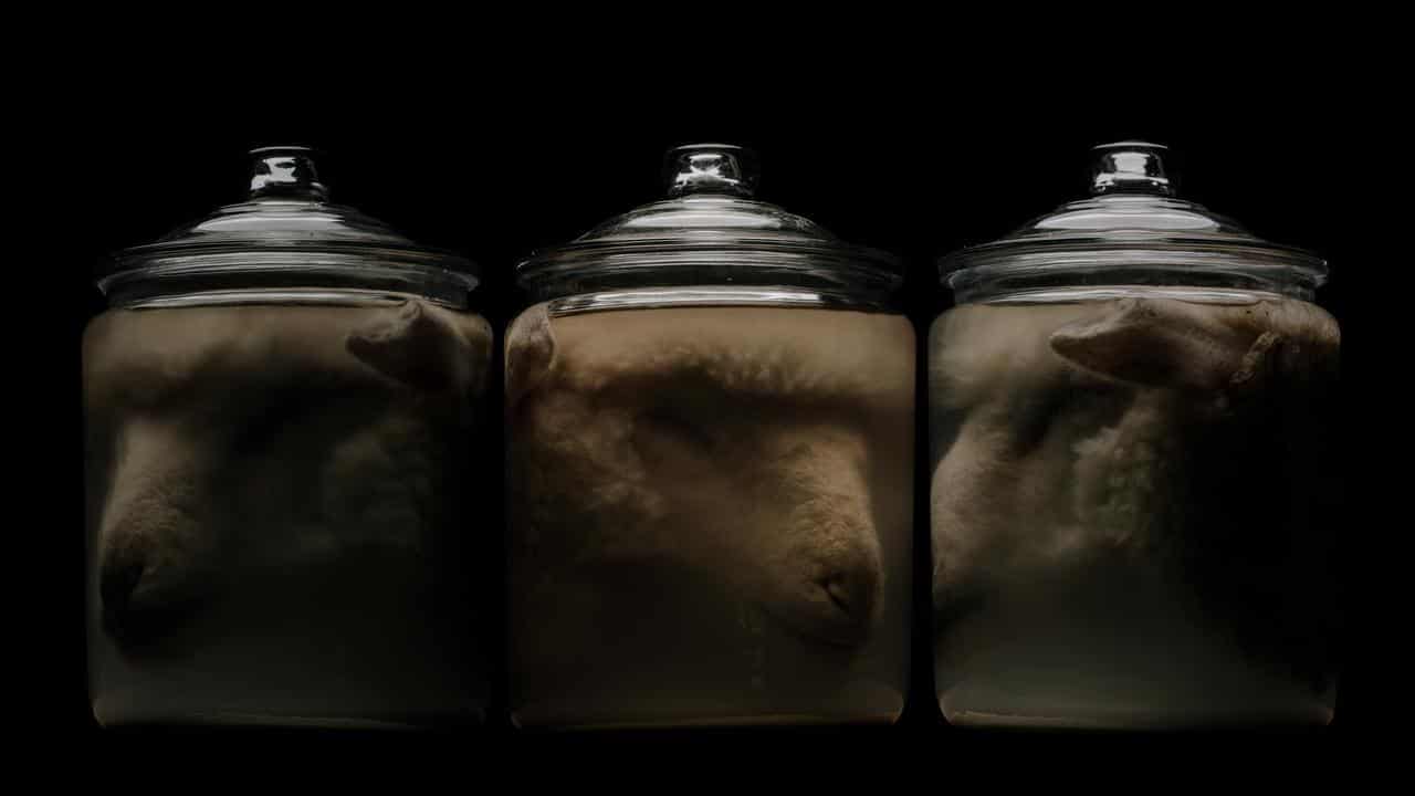 Indigenous artist Nathan Maynard's sheep head artwork
