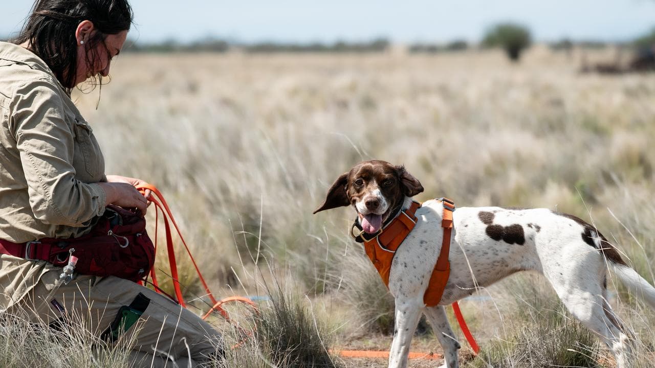 Detection dog Sugar