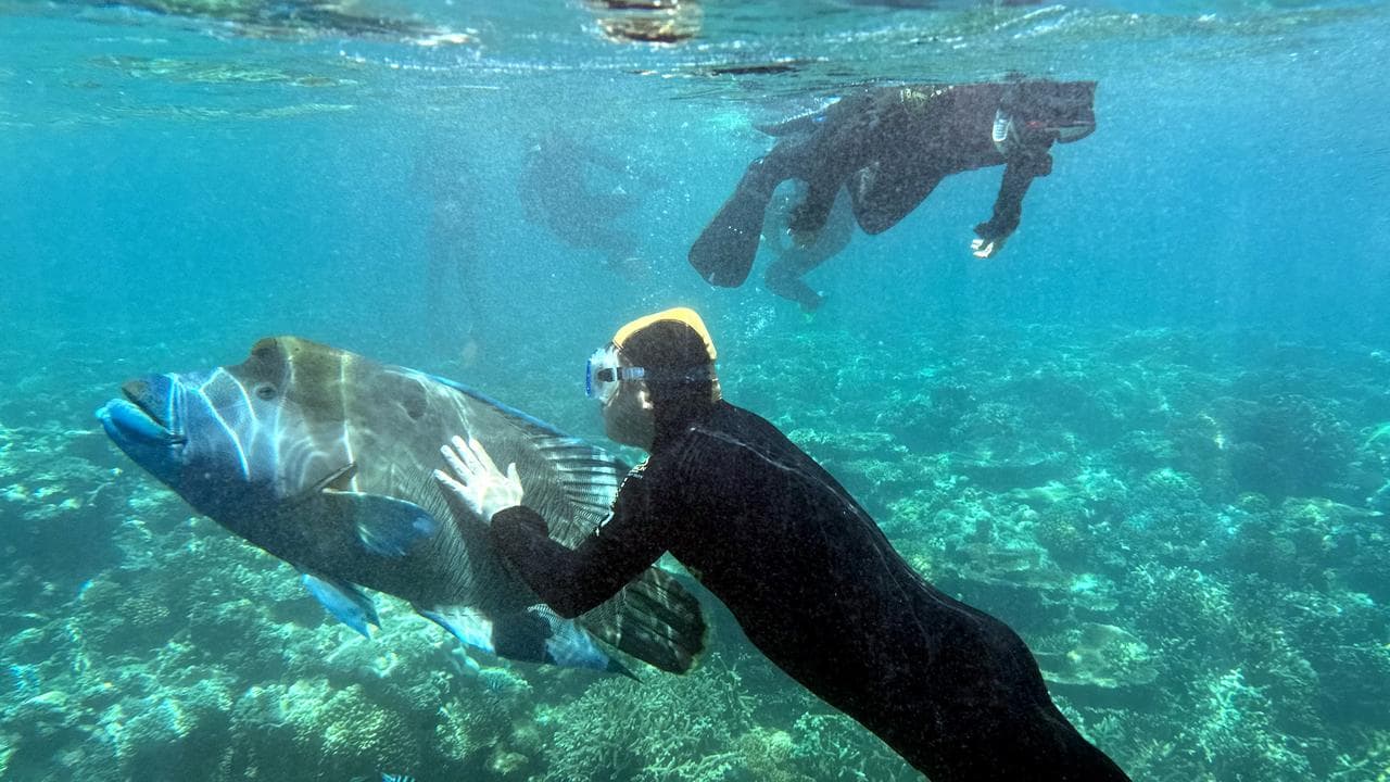 Tourists swims by a wrasee at the Great Barrier Reef