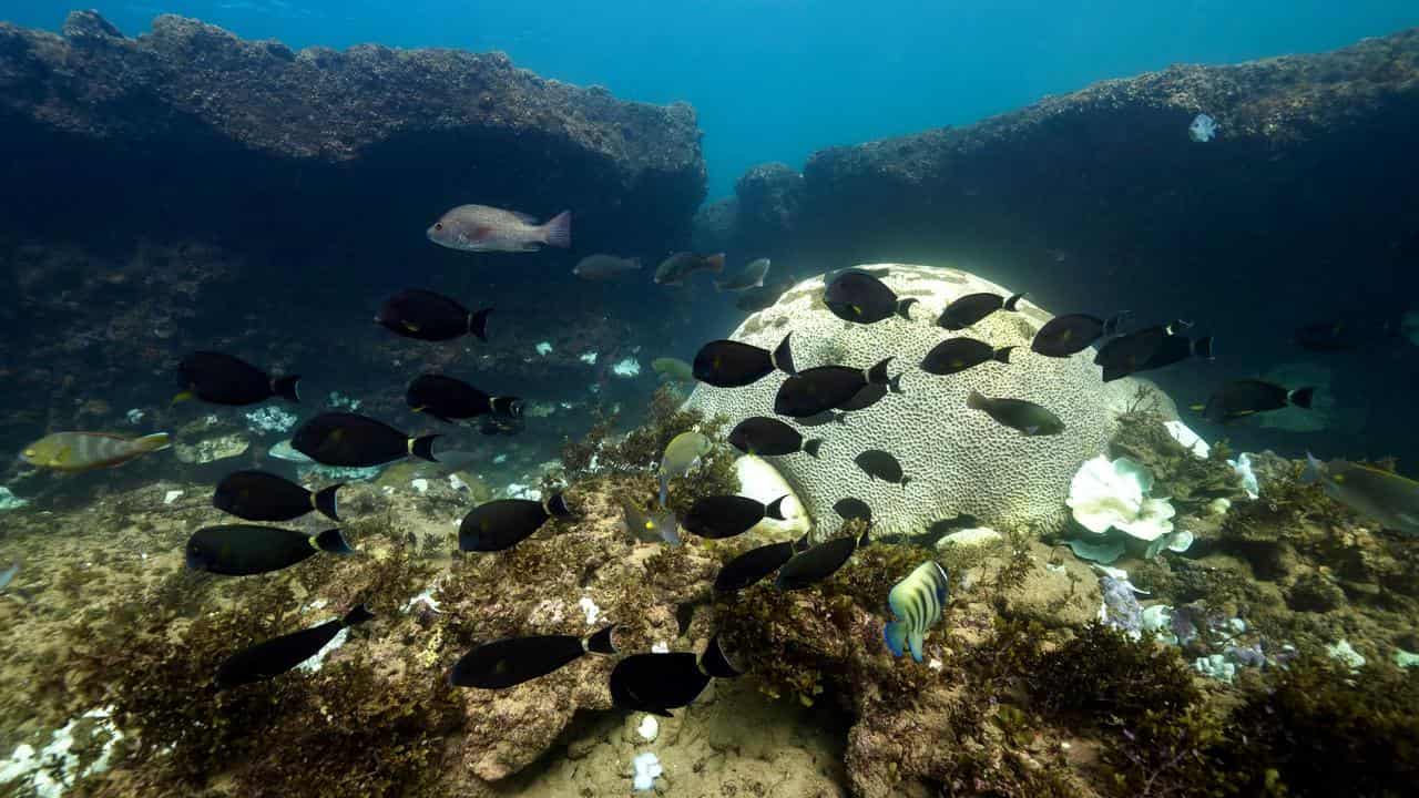 Coral bleaching