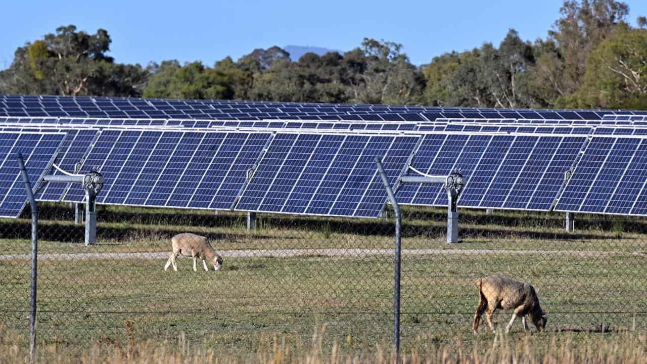 Sheep graze near solar panels (file image)