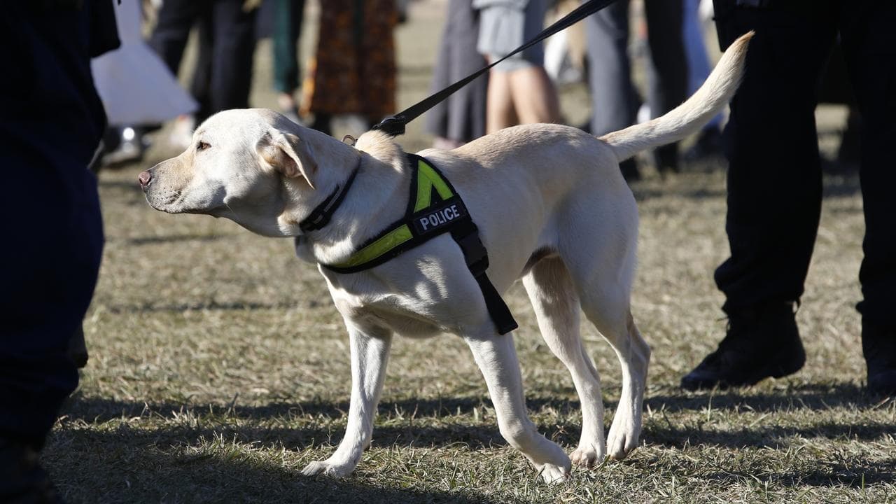 Police sniffer dog