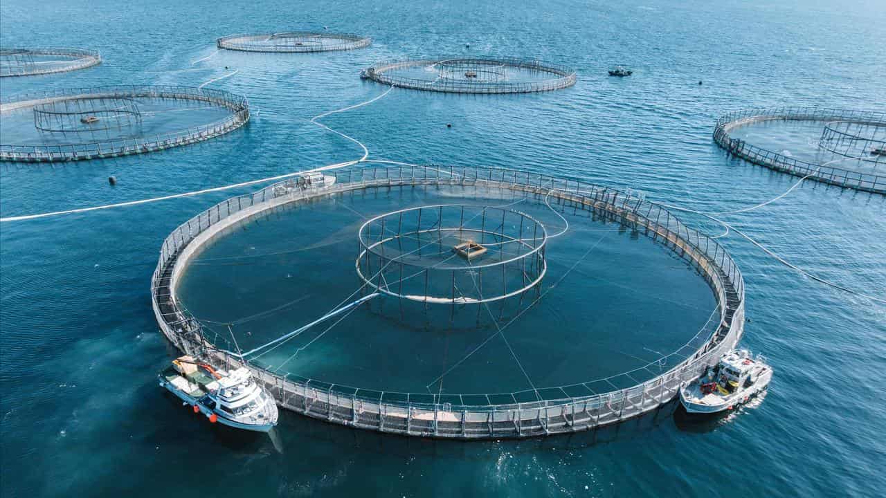 Salmon farm in Tasmania